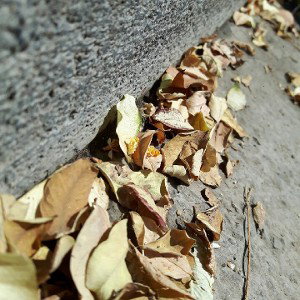 PoesiaSinRumbo