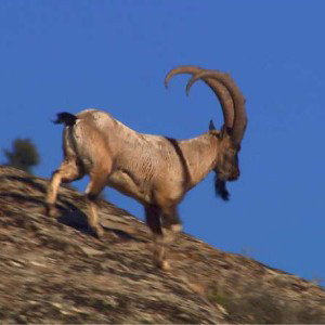 GOAT