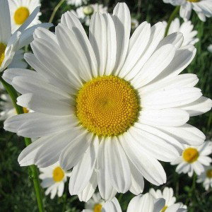 каникулы