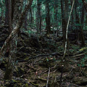 Aokigahara (forest)