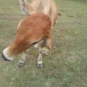 rapero