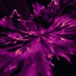 Tiger weed - Track 02