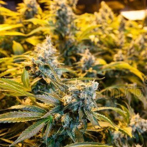 sticky