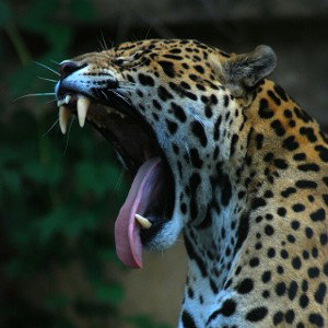 JAGUAR