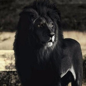 Black Lion