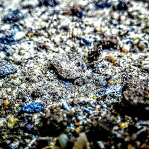 Imprint