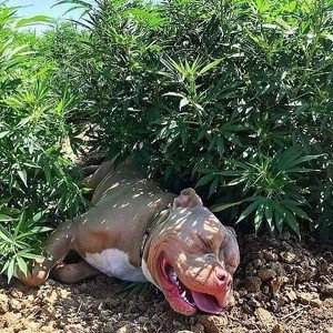 marihuana and love🍁❤️🔥