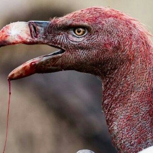"Blood Thirsty"