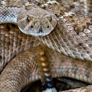 Rattlesnake