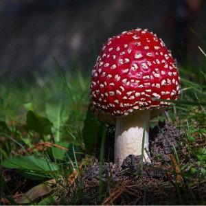 Natural medicine 