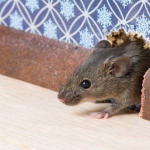 Slim Drill Em- Rat In The House