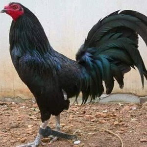 🖤Gallo Negro🖤