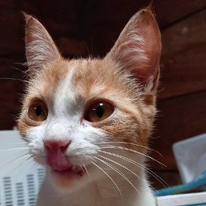 me arrebataron a mi gato 