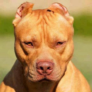 mis conpas pitbull