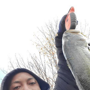 fishy