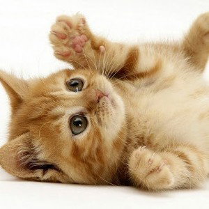 котятки(милион лет назад написанное начало которое не увидит продолдения) 