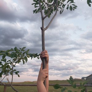 Tree of the rap gods pt 1