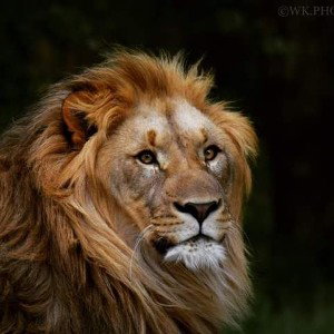 lion 67