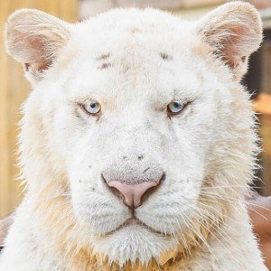 RUSKOVA-LION