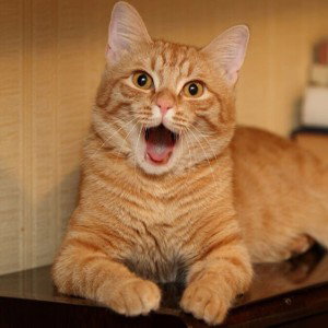 El Gato Raul