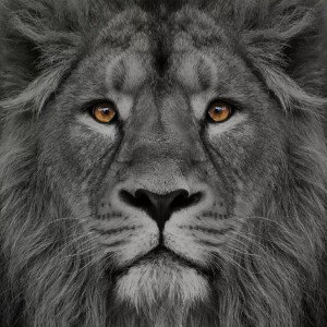 King of Lions