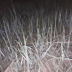 выстрел DESERT EAGLEA
