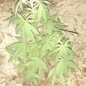 I ain't  going to blaze