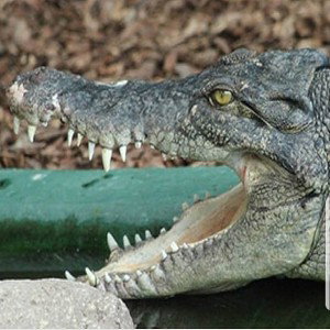 Crocodile 