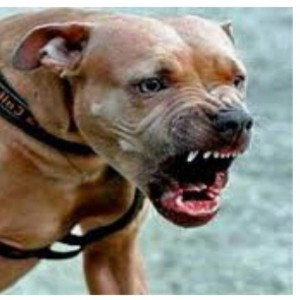 COMO UN PITBULL