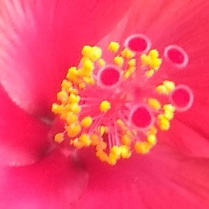 Flowronic