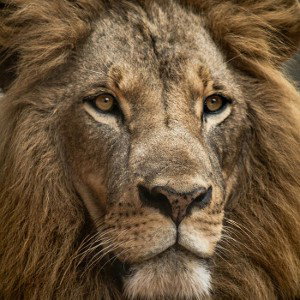 the lion king