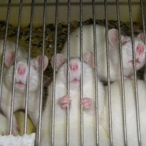 f2 - Rats de laboratoire