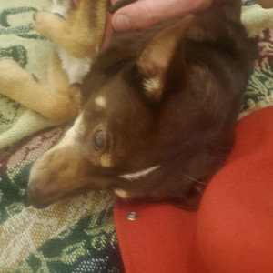 my dog gg