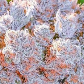 HighGrade