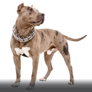 My dog
