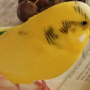 Ich ess nen Gummibärchen