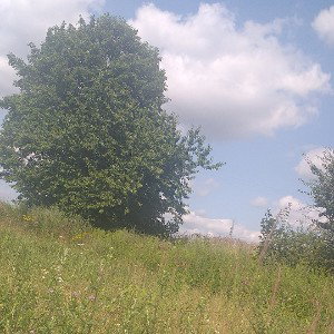 mieć cel w głowie to skarb 