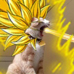 meow