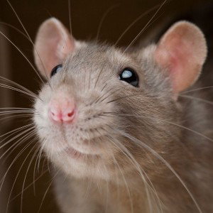 rat gang🐀