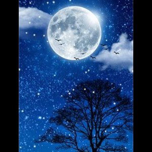 Moonlight 🌙 