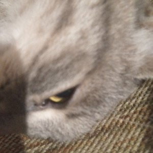 Meow me