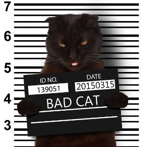 Black cat-миф или реальность