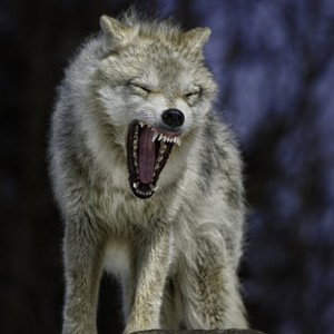 voin