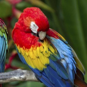        tropical              