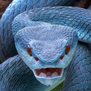 🐍افعی🐍