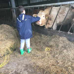 Cow 