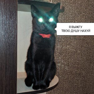 the cat