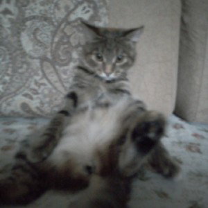 коты рулят