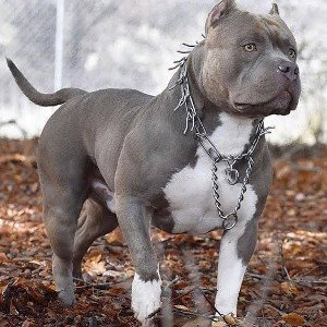 JDREK - They know am a dog 
