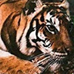 nella natura selvaggia